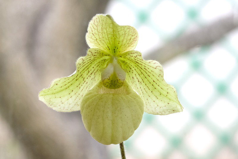 Paphiopedilum Debora