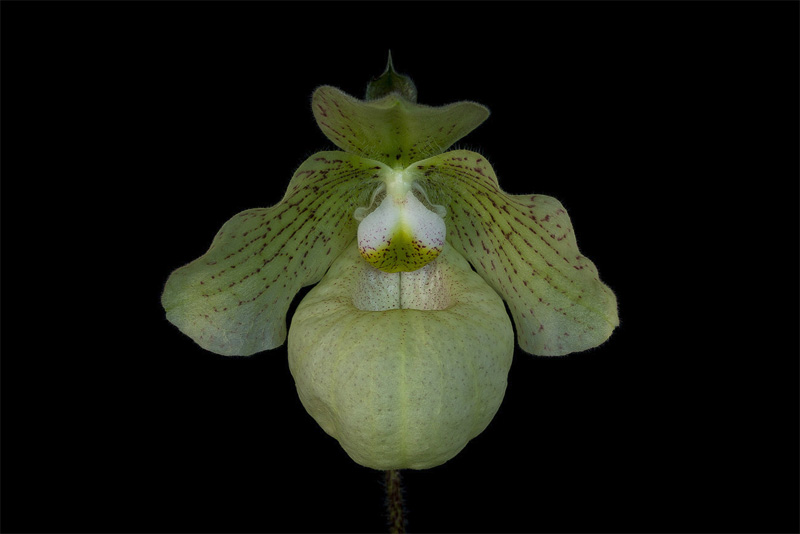 Paphiopedilum Debora