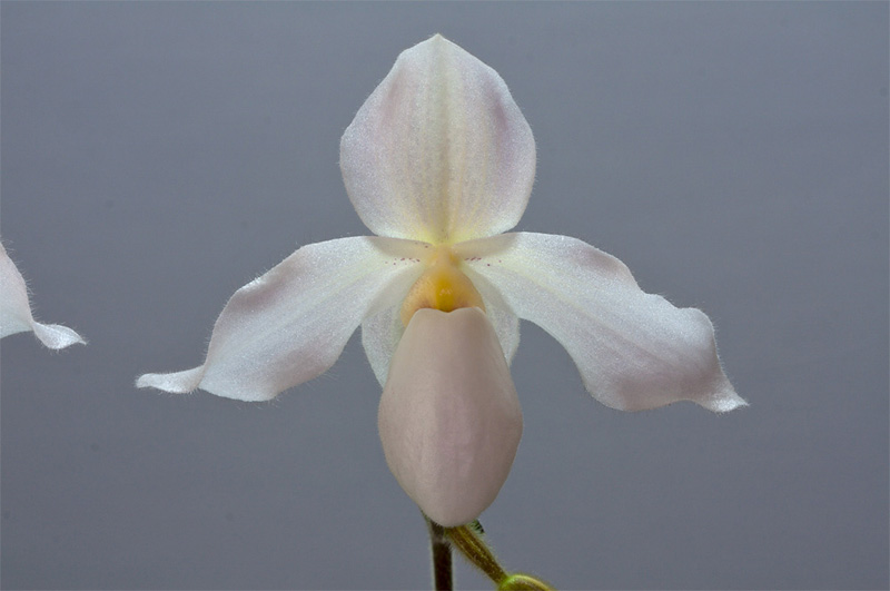 Paphiopedilum_Deperle.jpg