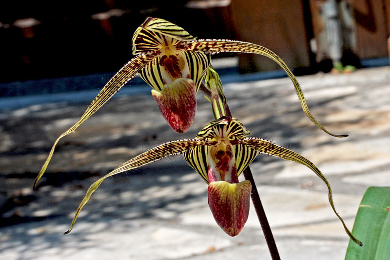 Paphiopedilum Gary Romagna 