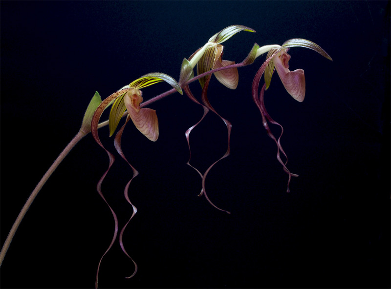 Paphiopedilum_Gigan_Koop5.jpg