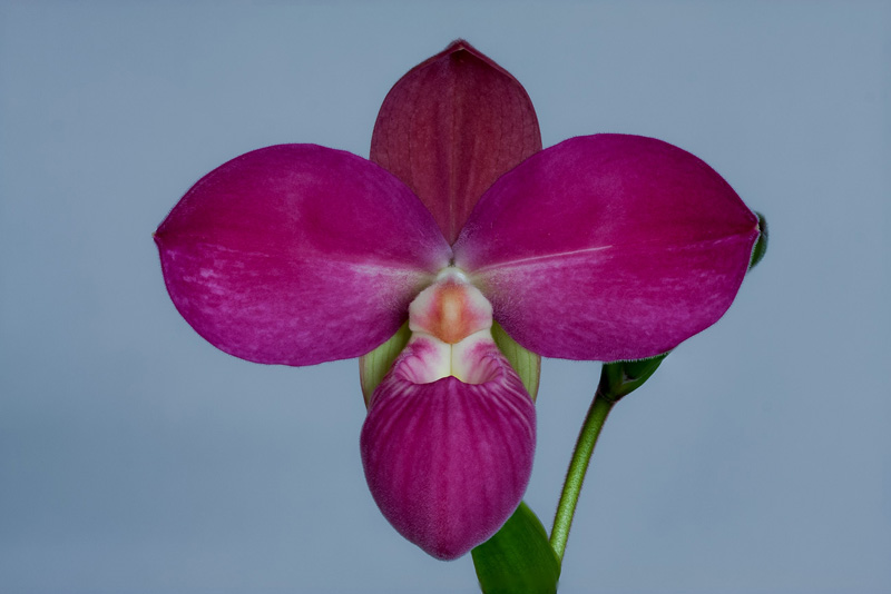 Paphiopedilum_Glen_Decker_x_kovachii1.jpg