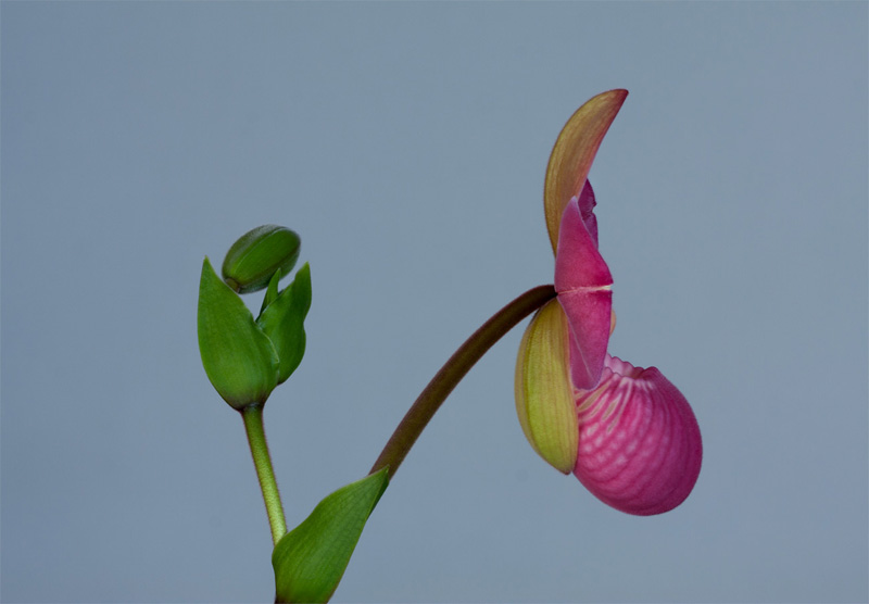 Paphiopedilum_Glen_Decker_x_kovachii2.jpg