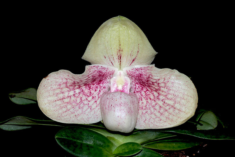 Paphiopedilum Karl Ploberger ( hangianum x bellatulum ) Paphiopedilum_Karl_Ploberger1.jpg