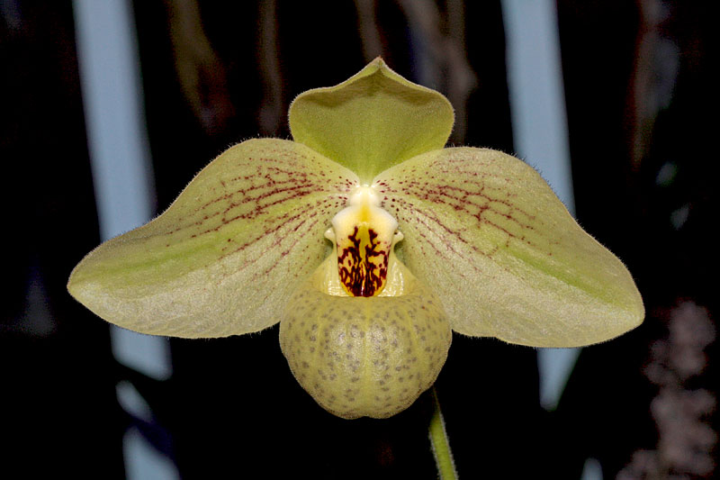 Paphiopedilum Mem. Larry Heuer 