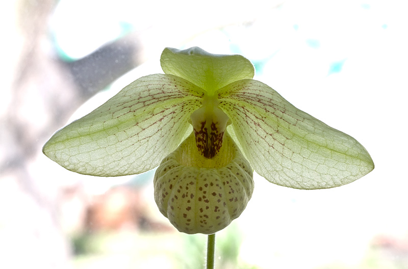 Paphiopedilum_Larry_Heuer2.jpg