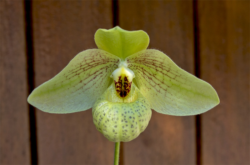 Paphiopedilum Mem. Larry Heuer