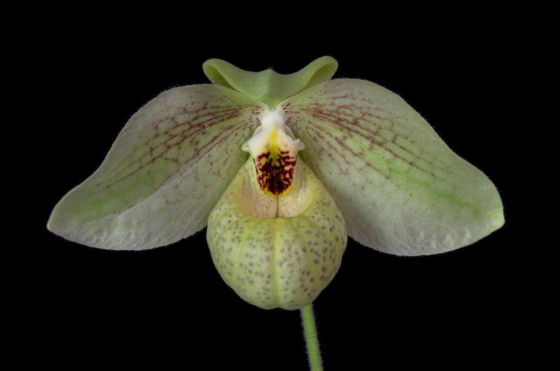 Paphiopedilum_Larry_Heuer8.jpg