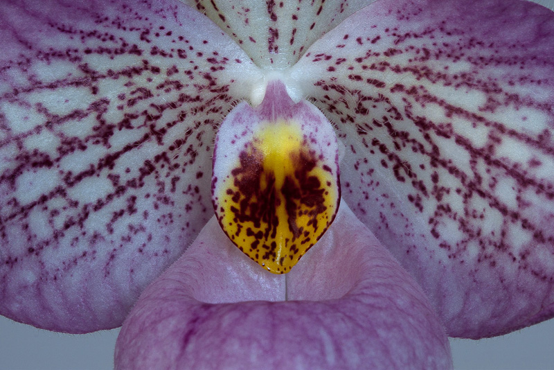 Paphiopedilum Magic Lantern