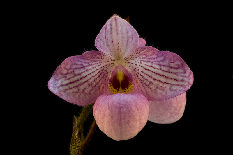 Paphiopedilum Magic Lantern