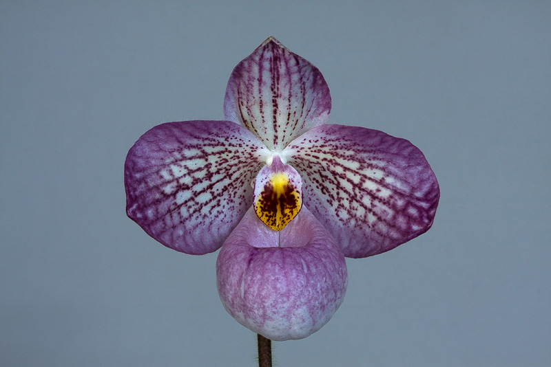 Paphiopedilum Magic Lantern ( micranthum x delenatii ) Paphiopedilum_Magic_Lantern9.jpg