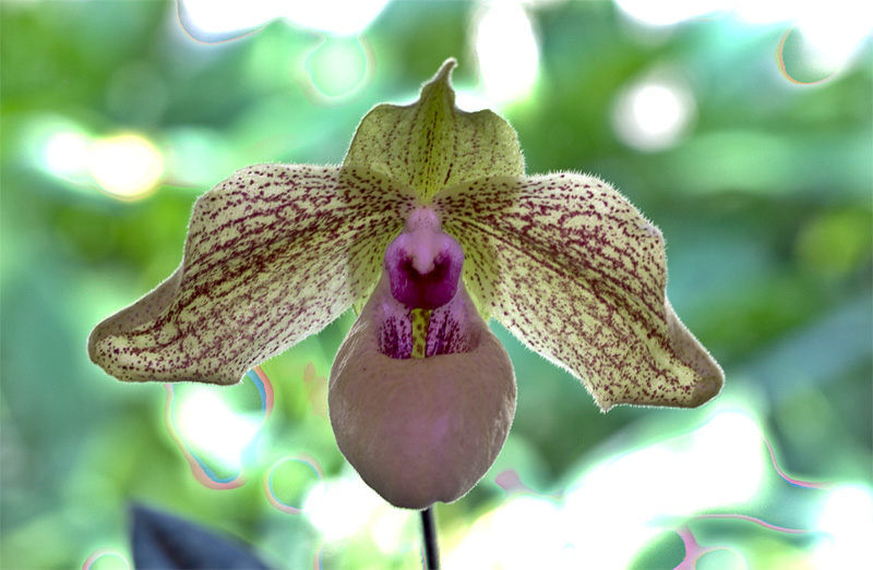 Paphiopedilum Mint Chocolate