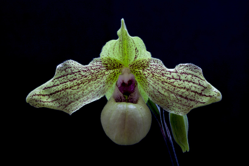 Paphiopedilum Mint Chocolate