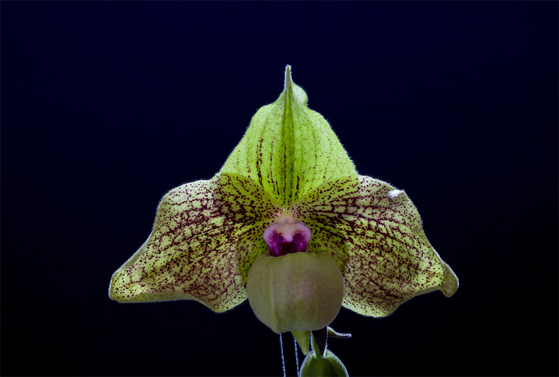 Paphiopedilum_Mint_Chocolate4.jpg