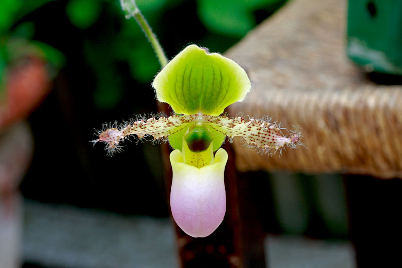 Paphiopedilum Pinocchio