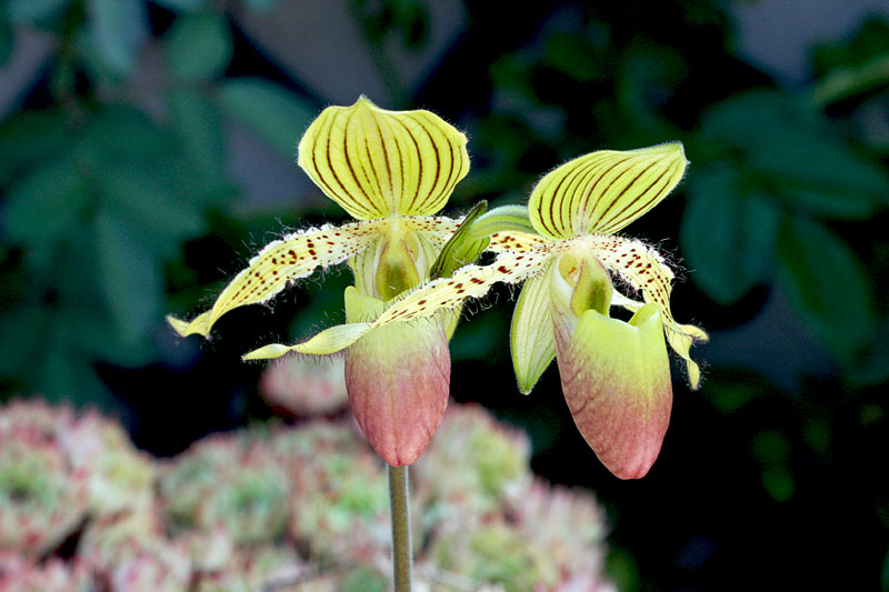 Paphiopedilum Prime Child 