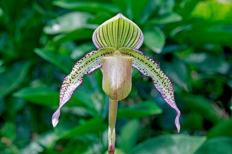 Paphiopedilum Saint Swithin x superbiens