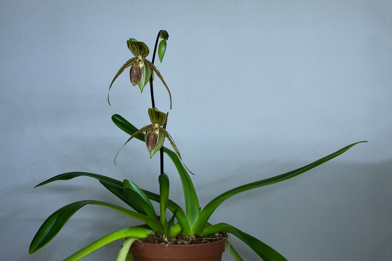 Paphiopedilum praestans x Susan Booth Paphiopedilum_Sue-B-Prae1.jpg