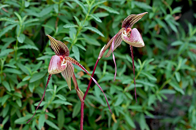 Paphiopedilum_Swithin_anitum1.jpg