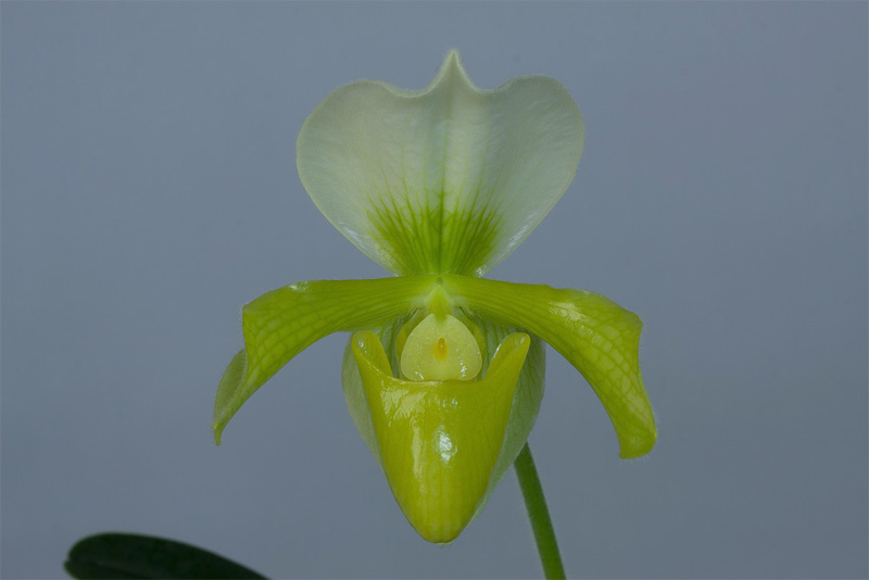 Paphiopedilum Wrigleyi album