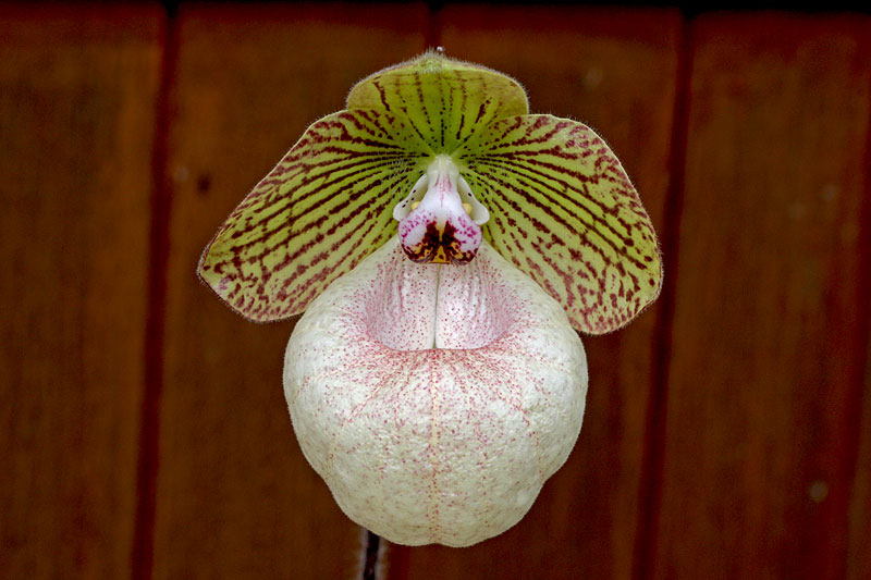 Paphiopedilum x fanaticum 