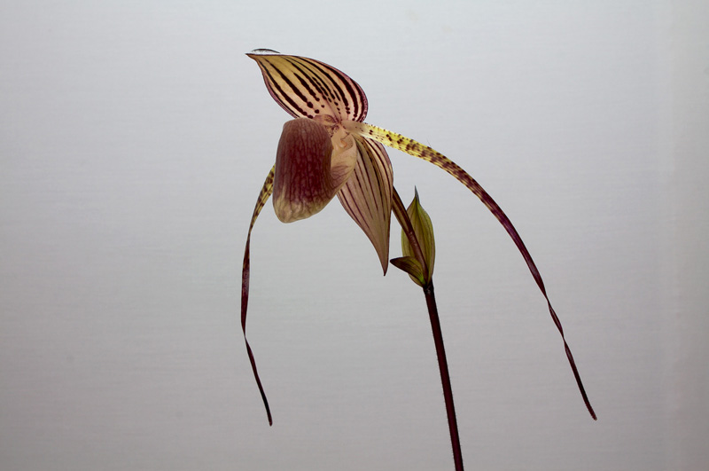 Paphiopedilum Lady Isabel x anitum