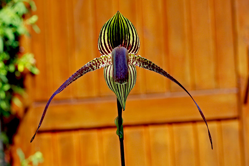 Paphiopedilum_roth_anitum1.jpg