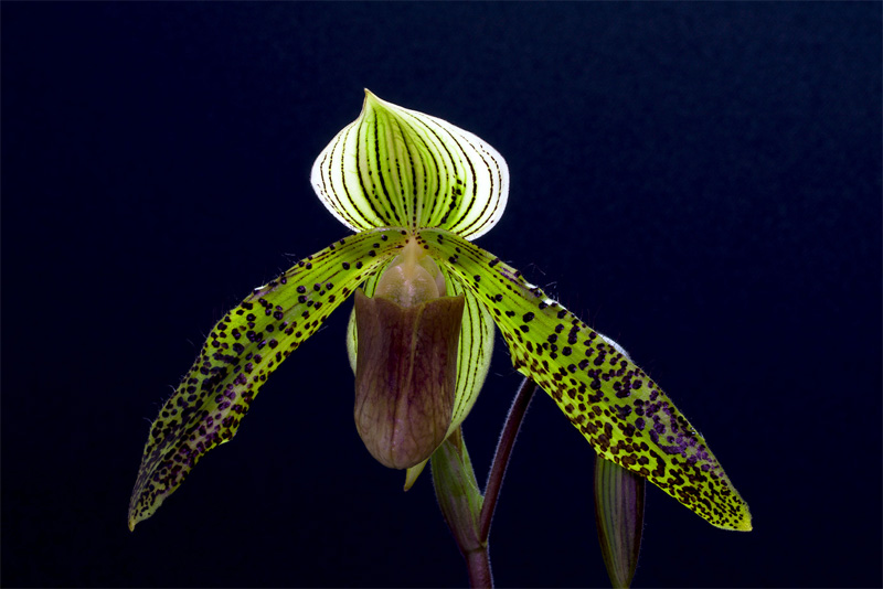 Paphiopedilum Wössner Kolosuk