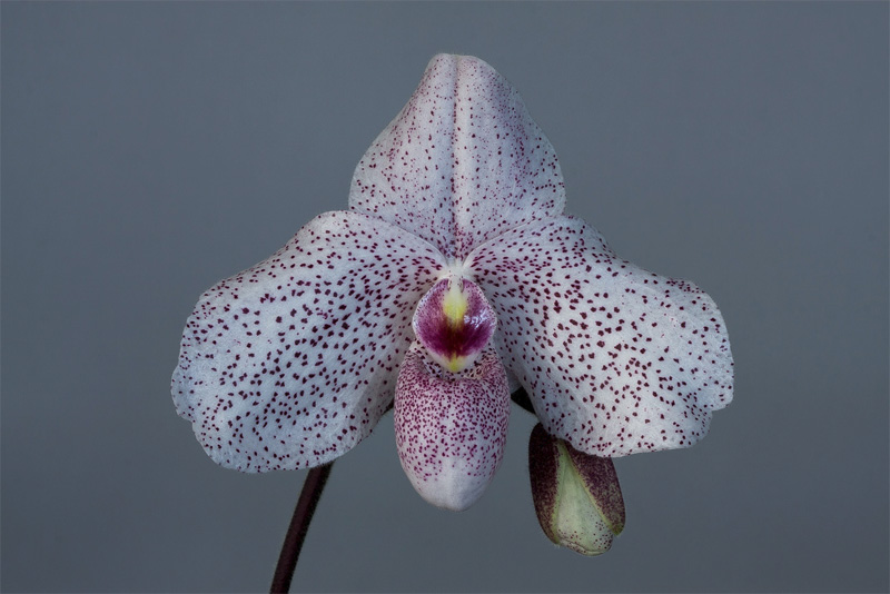 Paphiopedilum Vanda M. Pearman