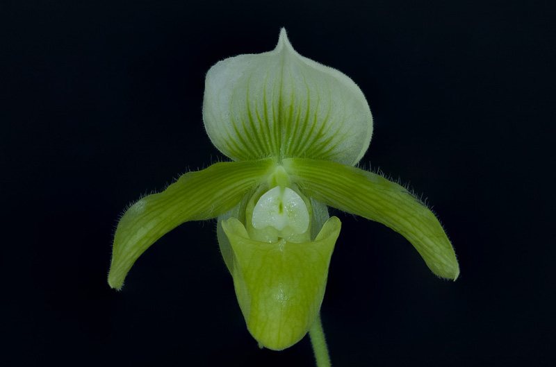 Paphiopedilum Wrigleyi album