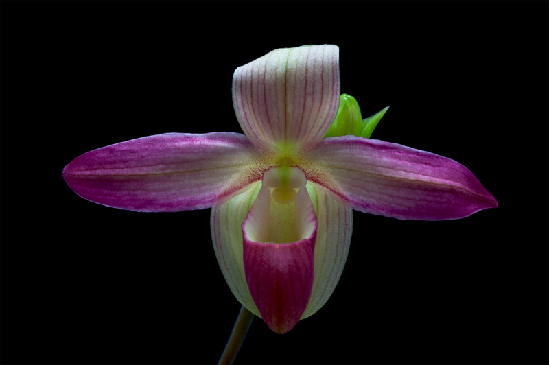 Phragmipedium Eric Young 'Pink'