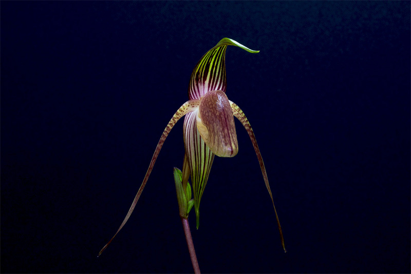 Paphiopedilum adductum Asher Paphiopedilum_adductum1.jpg
