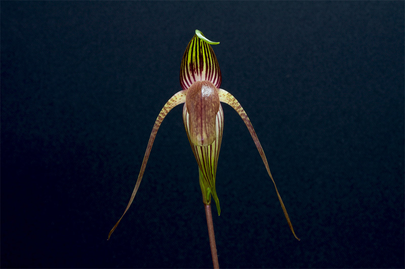 Paphiopedilum adductum