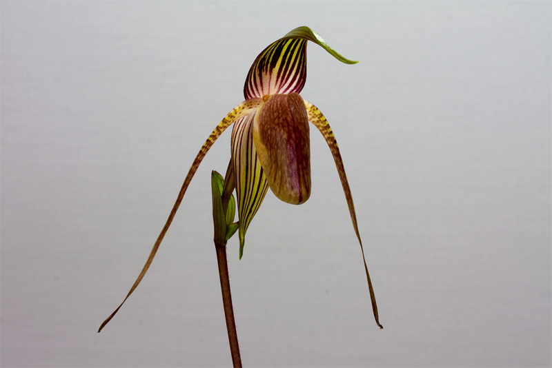 Paphiopedilum adductum