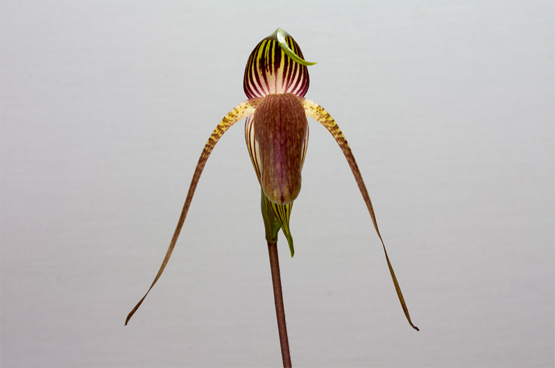 Paphiopedilum adductum