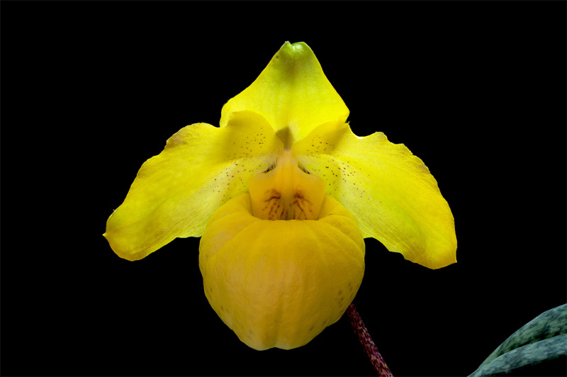 Paphiopedilum armeniacum