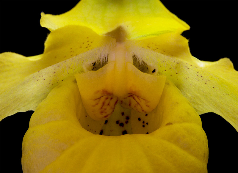 Paphiopedilum armeniacum