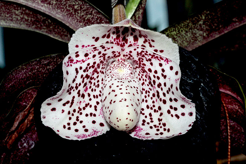 Paphiopedilum bellatulum