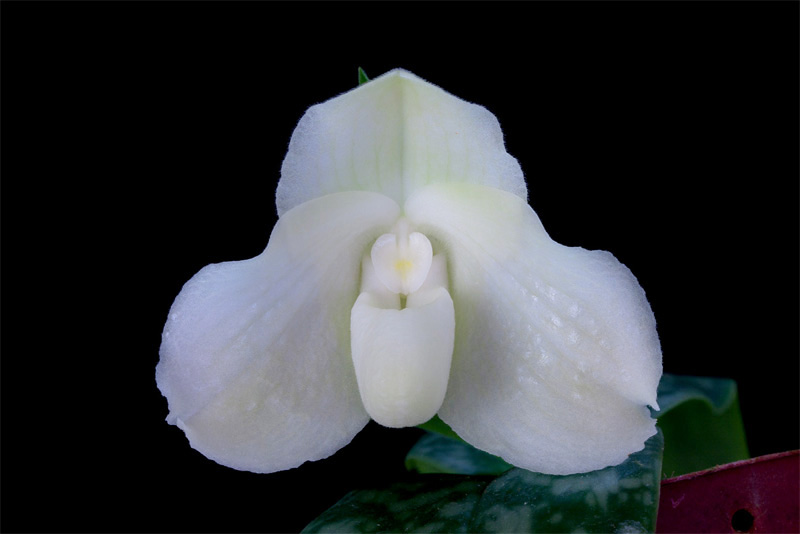 Paphiopedilum bellatulum f.album('Kevin' x 'OZ') (Rchb.f.) Stein Paphiopedilum_bellatulum_f_album.jpg