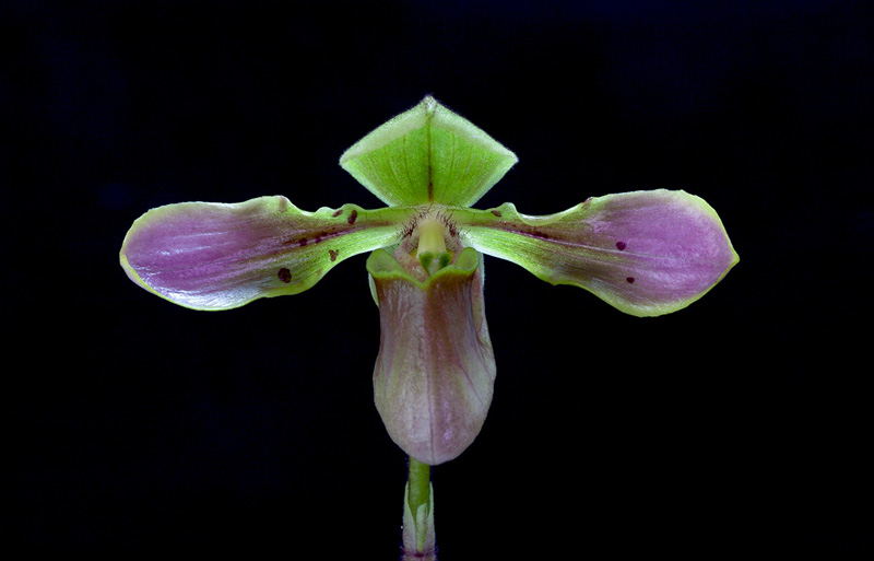 Paphiopedilum_bullenianum_celebensis1.jpg