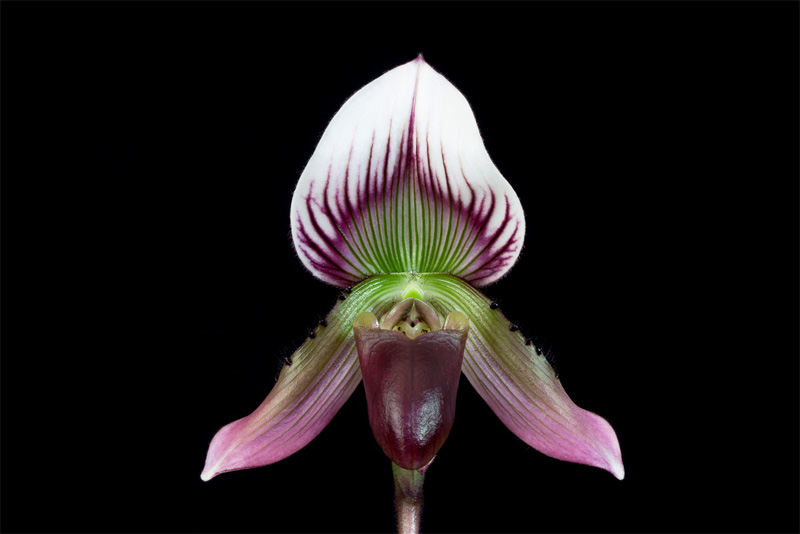 Paphiopedilum_callosum.jpg