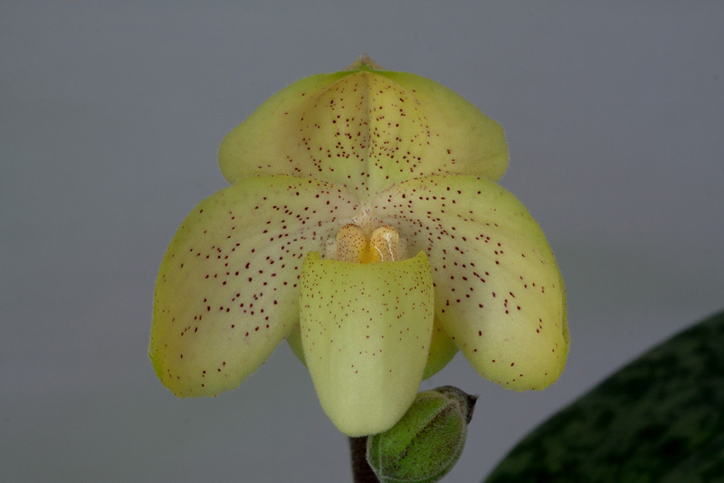 Paphiopedilum_concolor.jpg