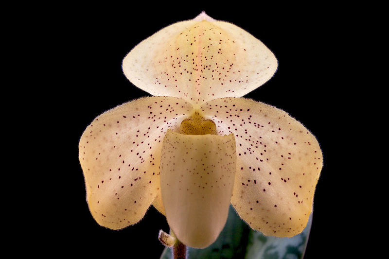 Paphiopedilum_concolor1.jpg