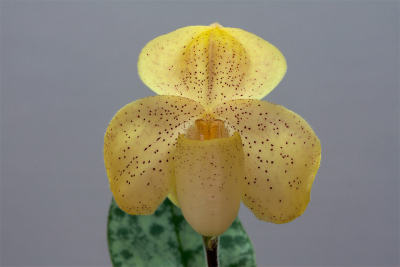 Paphiopedilum_concolor3.jpg