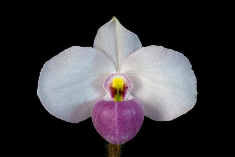 Paphiopedilum_delenatii.jpg