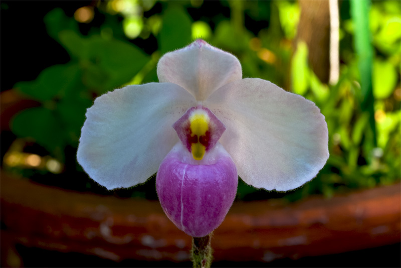 Paphiopedilum delenatii