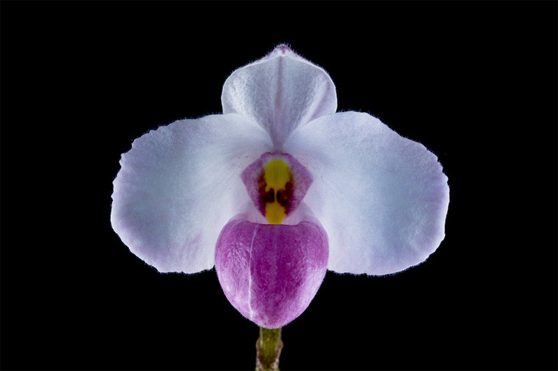 Paphiopedilum_delenatii3.jpg