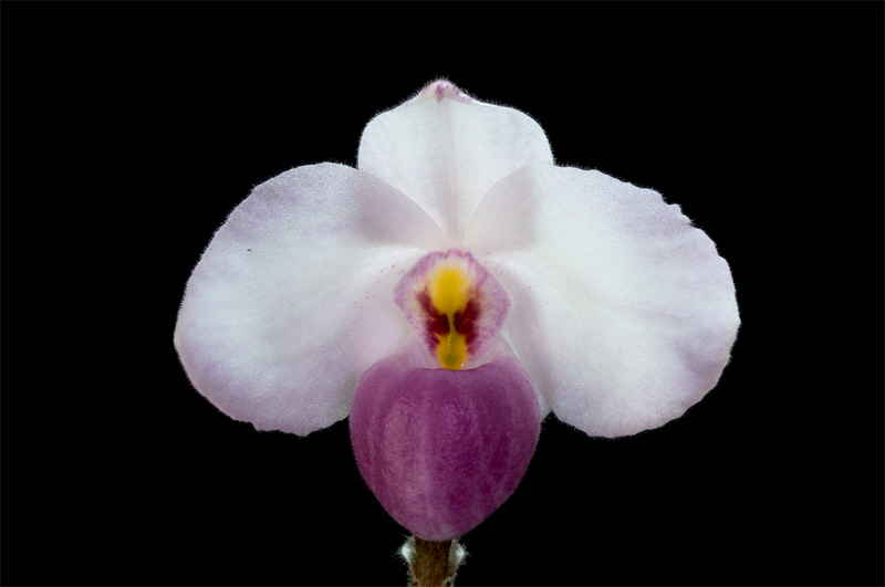Paphiopedilum delenatii Guillaumin Paphiopedilum_delenatii5.jpg