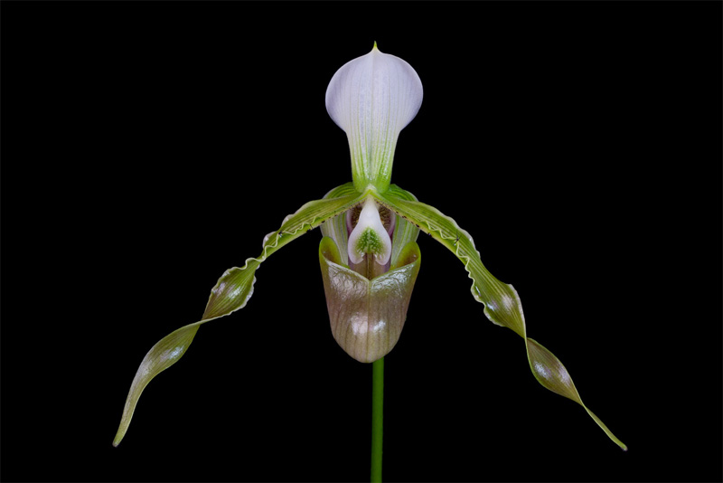 Paphiopedilum dianthum