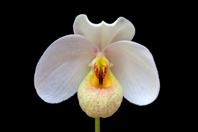 Paphiopedilum emersonii